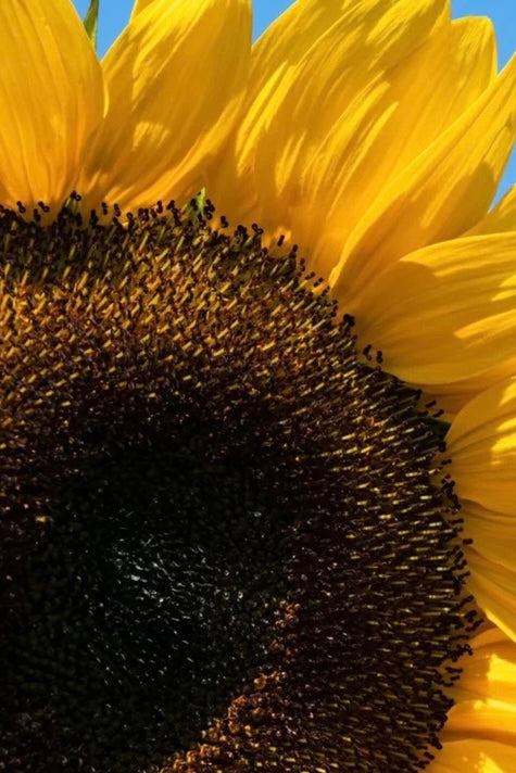 SALT AND RAINBOWS | SEEDS OF INTENTION GIANT SUNFLOWER | Bohemian Love Runway