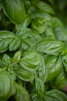 SALT AND RAINBOWS | SEEDS OF INTENTION GENOVESE BASIL | Bohemian Love Runway