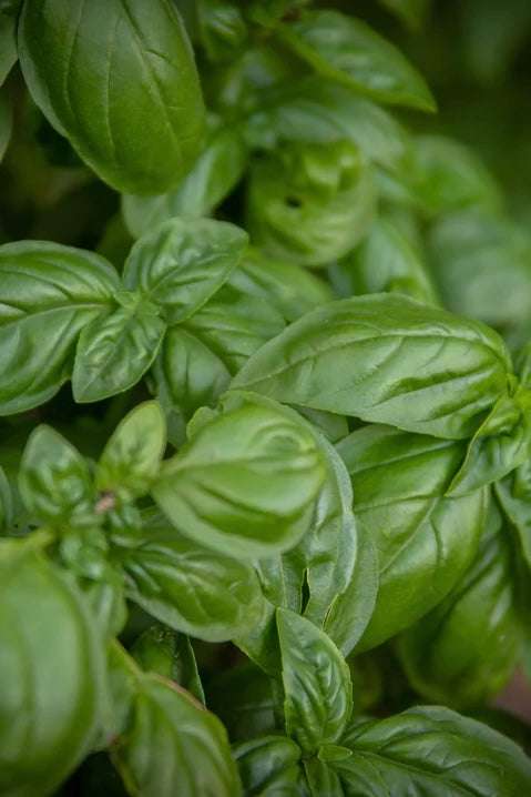SALT AND RAINBOWS | SEEDS OF INTENTION GENOVESE BASIL | Bohemian Love Runway