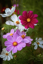 SALT AND RAINBOWS | SEEDS OF INTENTIONS COSMOS | Bohemian Love Runway