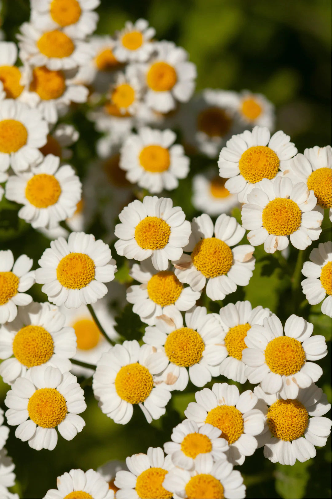 SALT AND RAINBOWS | SEEDS OF INTENTION FEVERFEW | Bohemian Love Runway