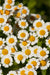 SEEDS OF INTENTION FEVERFEW