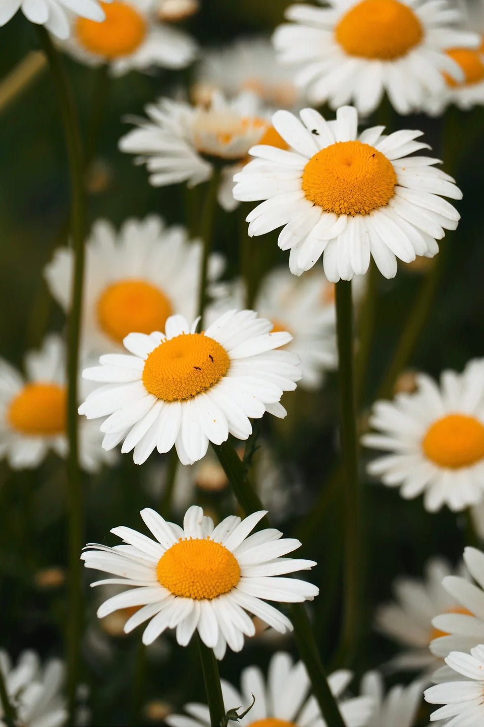 SALT AND RAINBOWS | SEEDS OF INTENTION GERMAN CHAMOMILE | Bohemian Love Runway