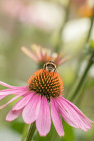 SALT AND RAINBOWS | SEEDS OF INTENTION ECHINACEA | Bohemian Love Runway