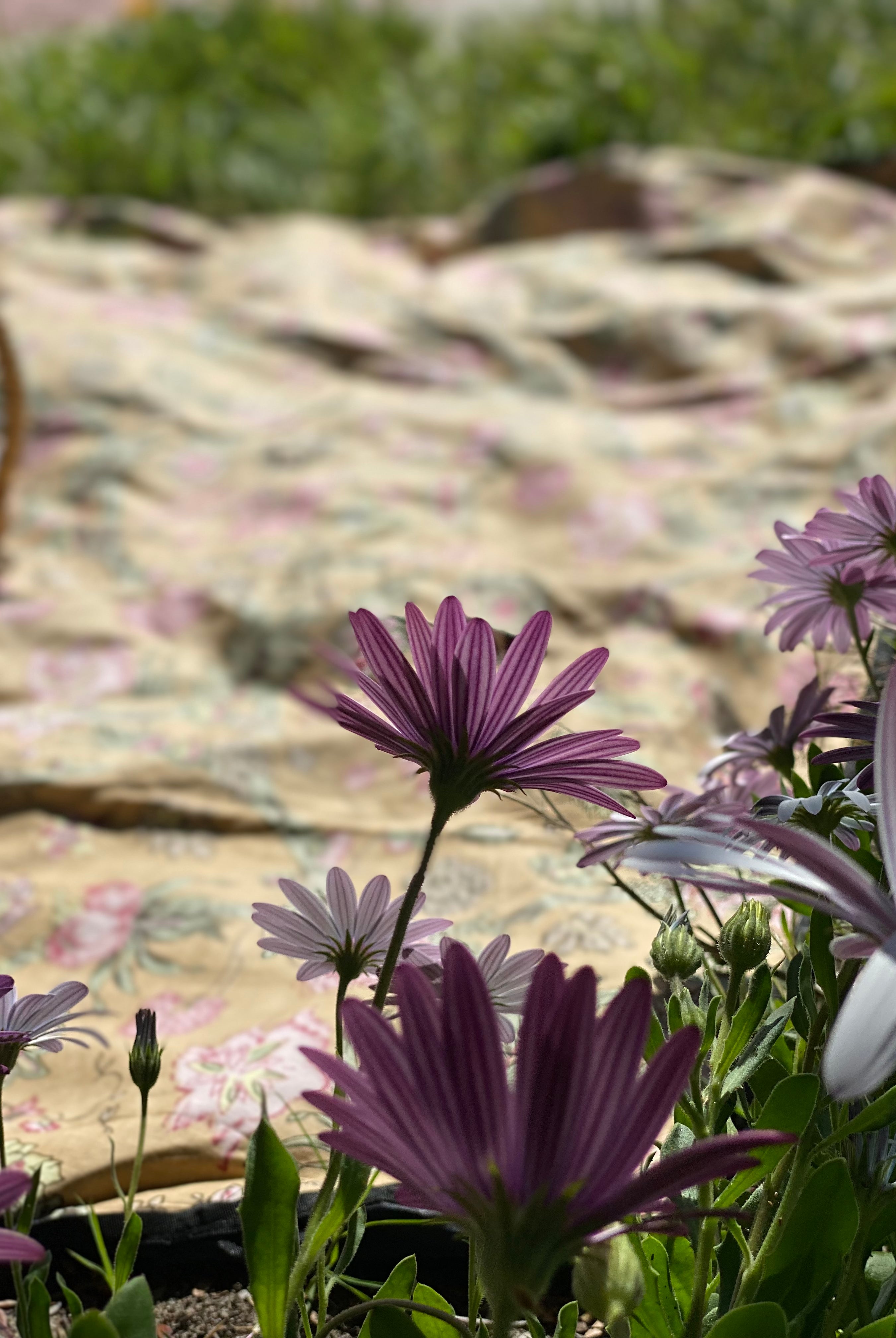 HOUSE OF SKYE | DAISY PICNIC BLANKET AMBER GOLD | Bohemian Love Runway